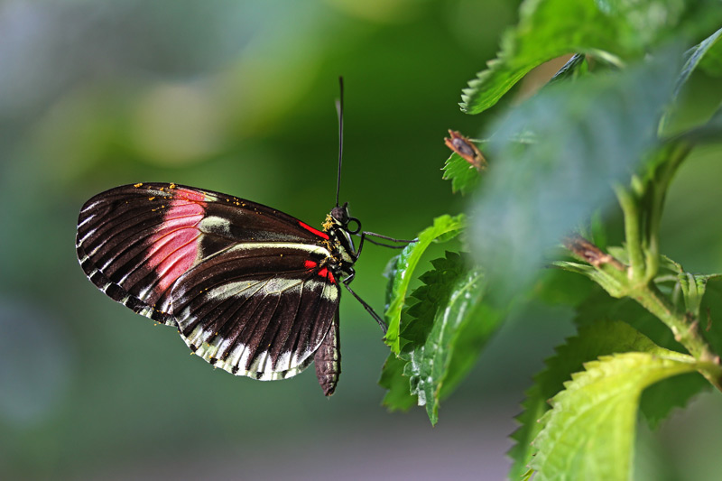 heliconius melpomene cythera