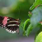 heliconius melpomene cythera