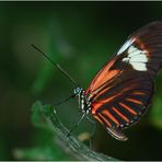 Heliconius melpomene