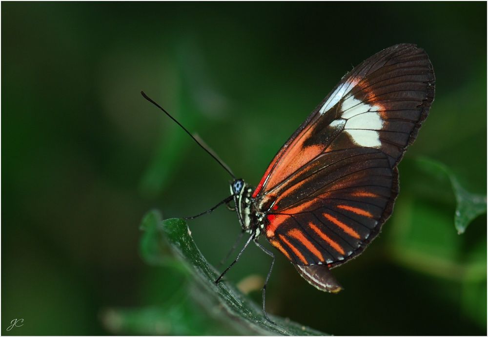 Heliconius melpomene