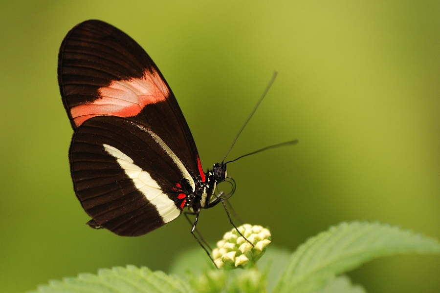 Heliconius melpomene