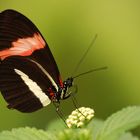 Heliconius melpomene