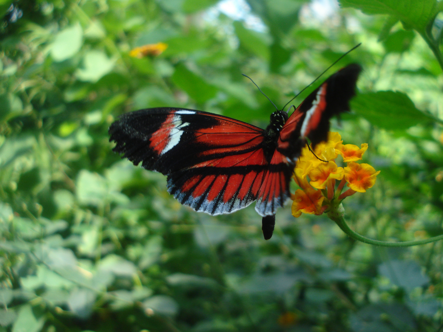 heliconius melpomene