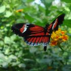 heliconius melpomene