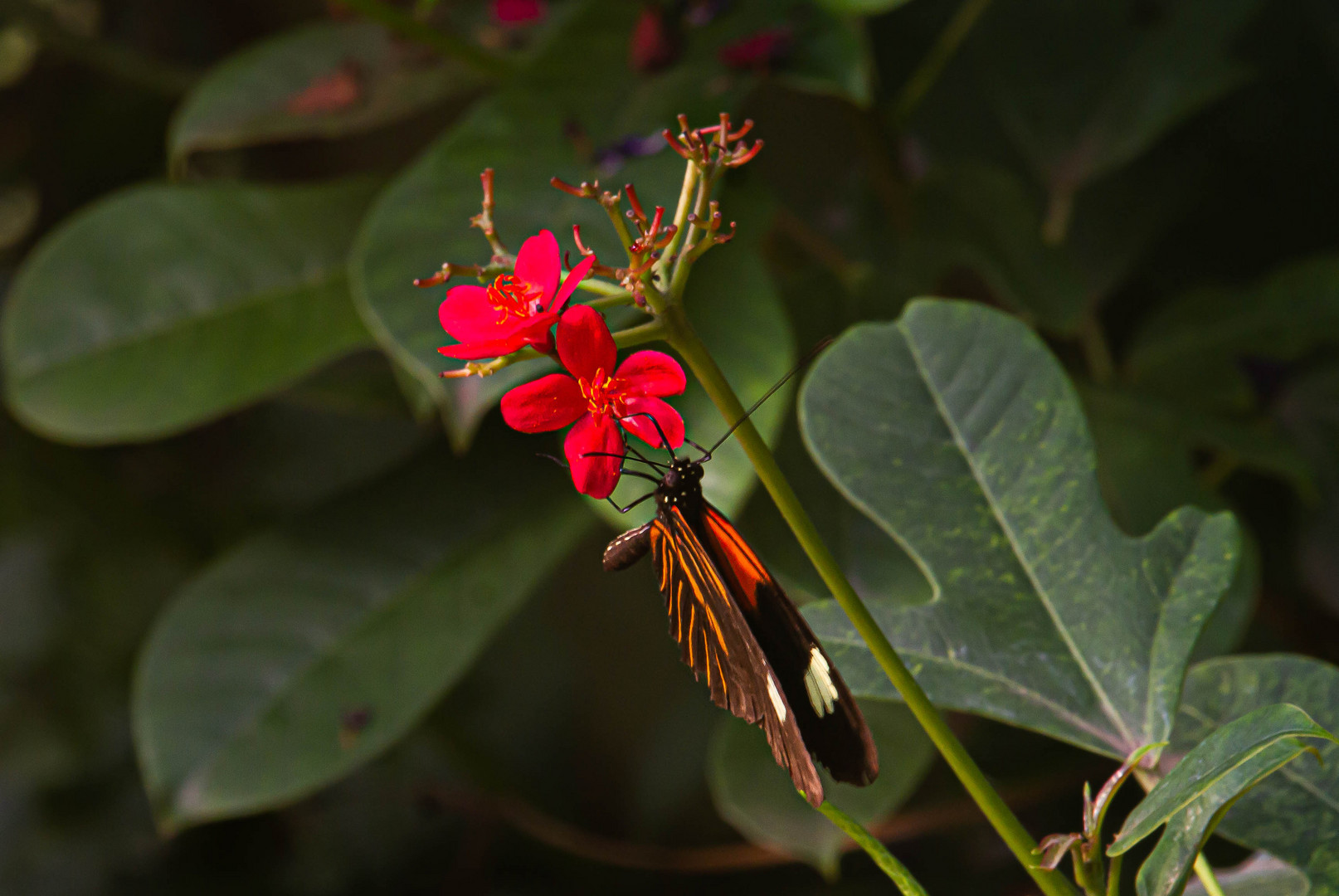 Heliconius melpomene - Großer Kurier