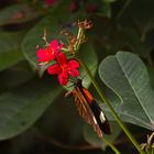 Heliconius melpomene - Großer Kurier