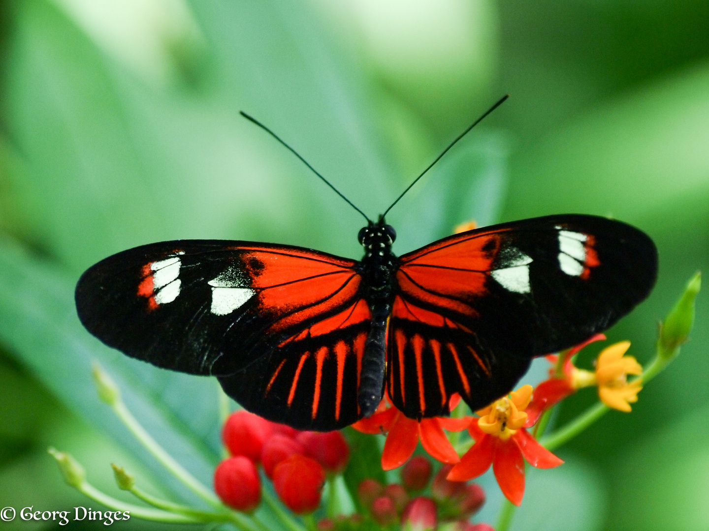  Heliconius melpomene Hybrid(?) 25.10.13