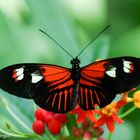  Heliconius melpomene Hybrid(?) 25.10.13