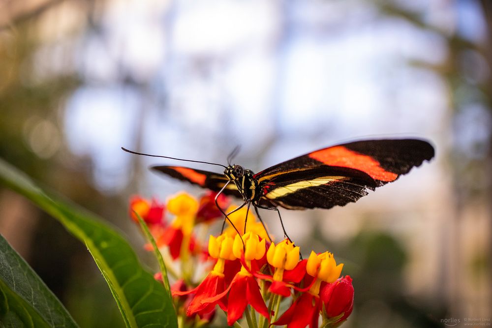 heliconius melpomene on flower