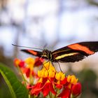 heliconius melpomene on flower