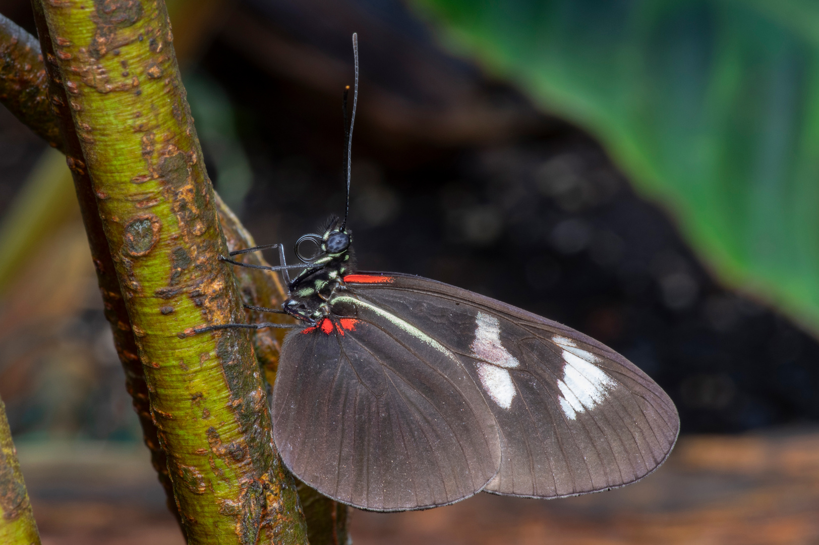 Heliconius melpomene plesseni