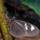 Heliconius melpomene plesseni