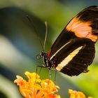 Heliconius melpomene - Postbote