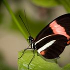 Heliconius melpomene, Postbote