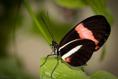 Heliconius melpomene, Postbote