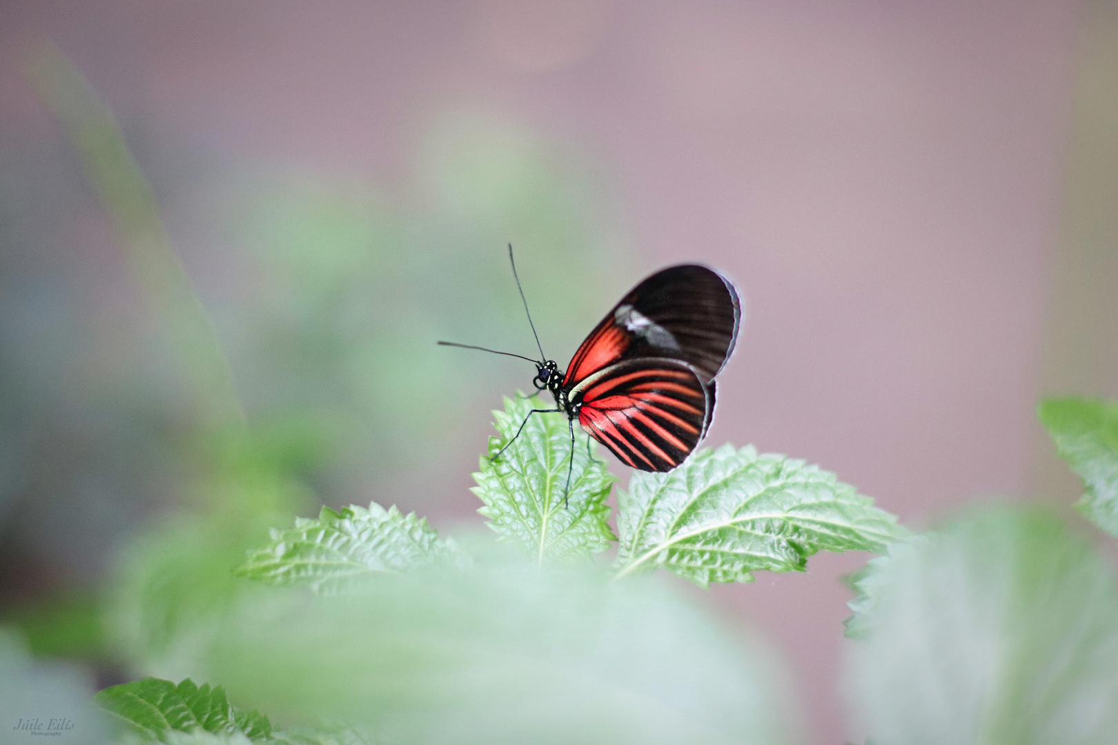 *** Heliconius melpomene - Postbotenschmetterling ***