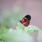 *** Heliconius melpomene - Postbotenschmetterling ***