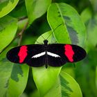 heliconius melpomene rosina