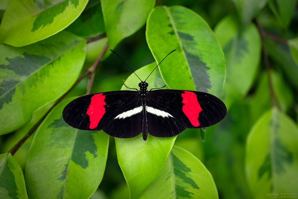 heliconius melpomene rosina