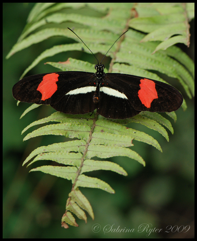 Heliconius melpomene rosina