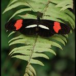 Heliconius melpomene rosina