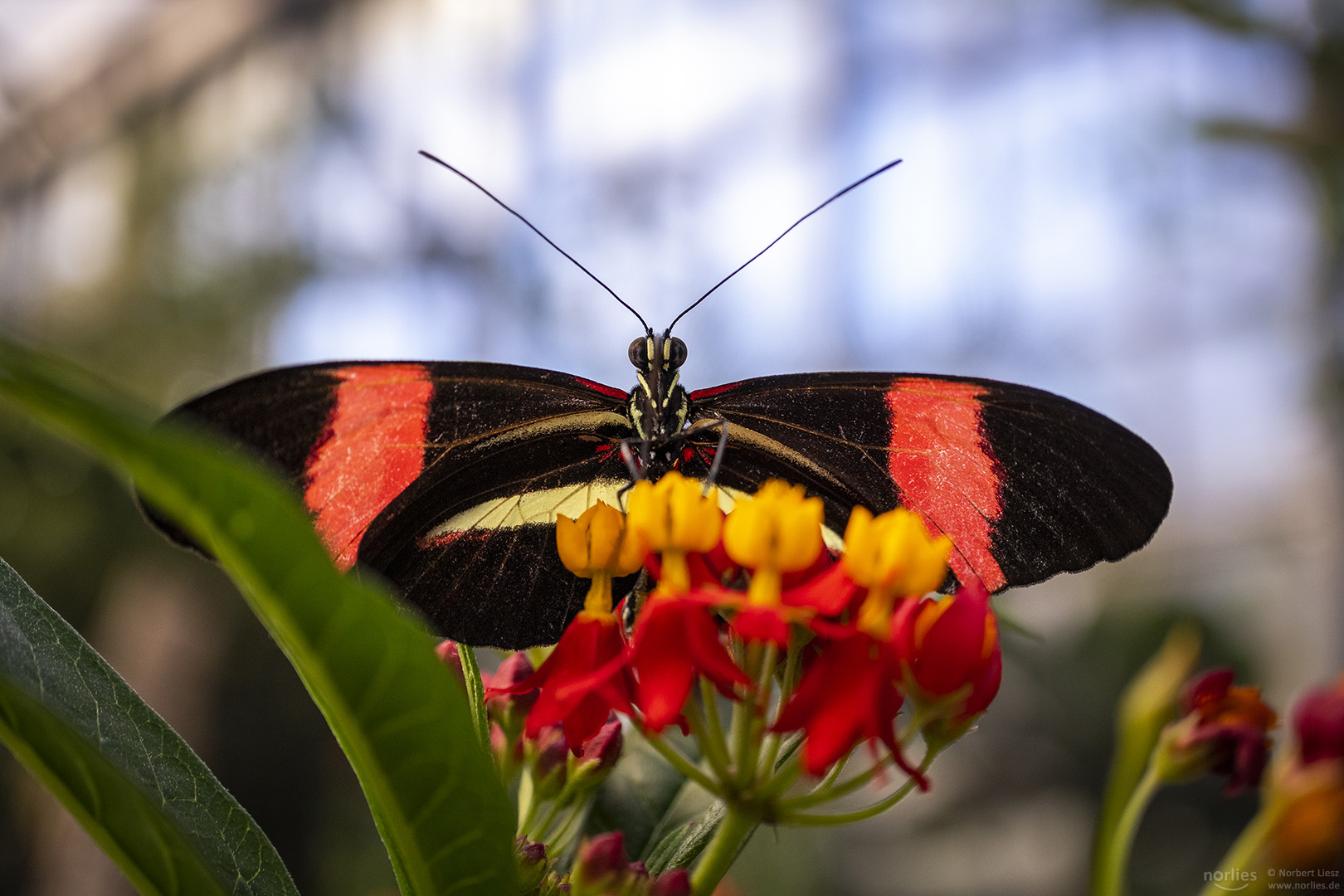 heliconius melpomene rosina