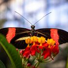 heliconius melpomene rosina