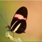 }{  heliconius melpomene rosina  }{