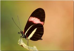 }{  heliconius melpomene rosina  }{