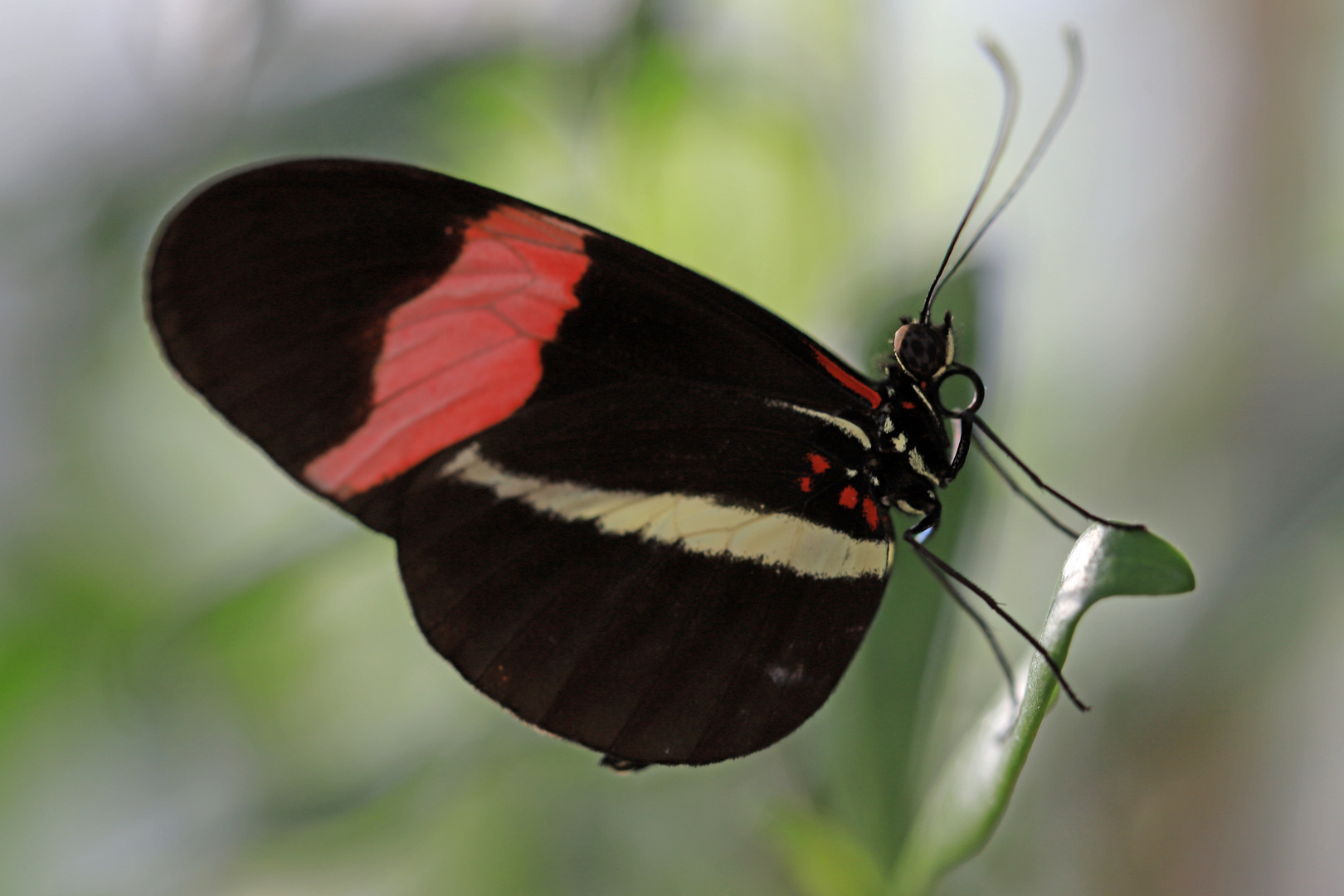 Heliconius melpomene rosina