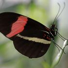 Heliconius melpomene rosina