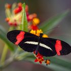 heliconius melpomene rosina on flower