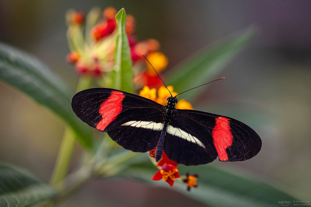 heliconius melpomene rosina on flower