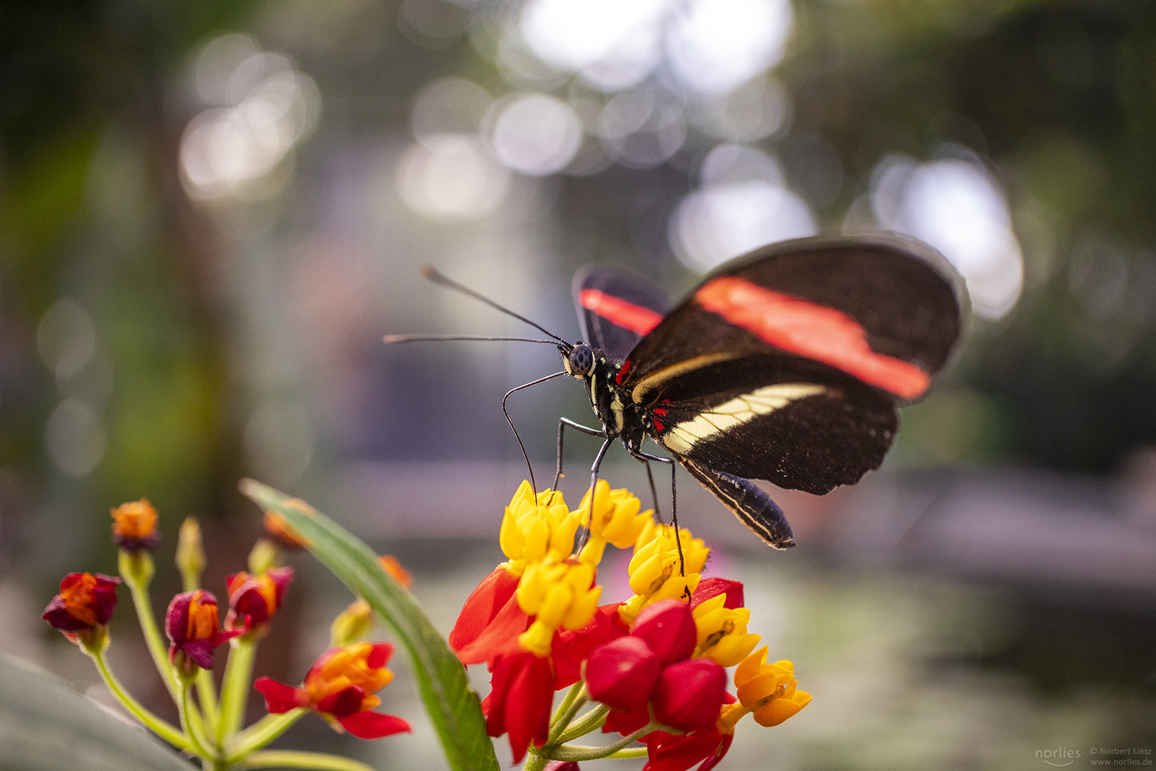 heliconius melpomene rosina with bokeh