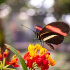 heliconius melpomene rosina with bokeh