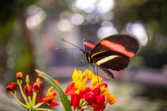 heliconius melpomene rosina with bokeh