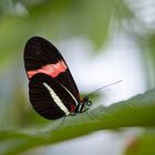 Heliconius melpomene rosina.macht Pause