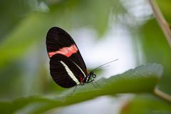 Heliconius melpomene rosina.macht Pause