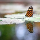 heliconius mirror