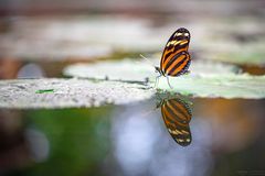 heliconius mirror