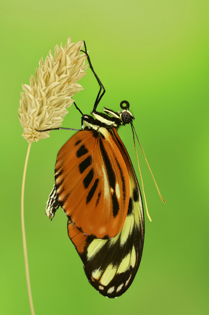 Heliconius numata 