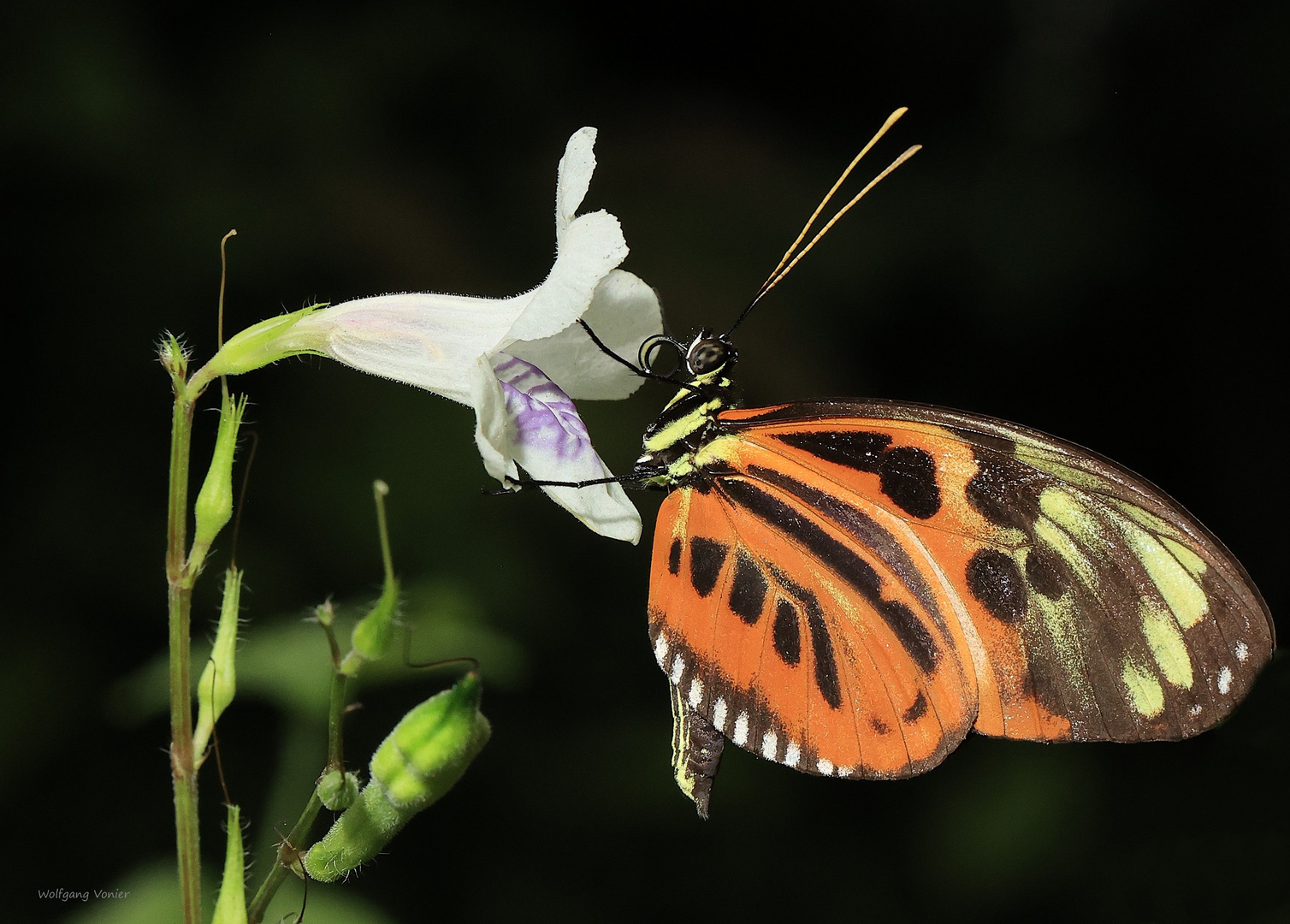  Heliconius numata (numata longwing)
