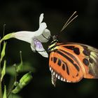  Heliconius numata (numata longwing)