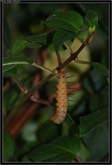 Heliconius-Puppe