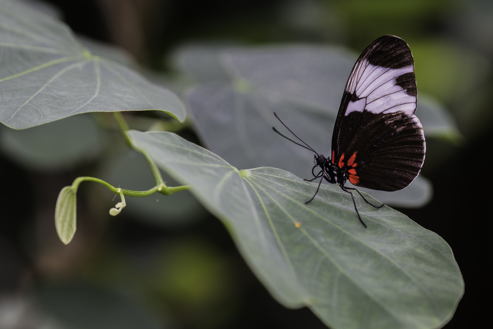 Heliconius sapho