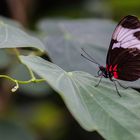 Heliconius sapho