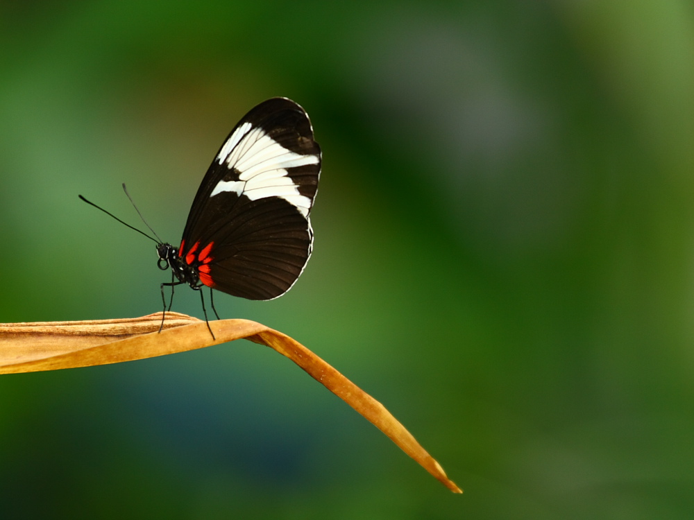 Heliconius sapho