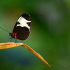 Heliconius sapho