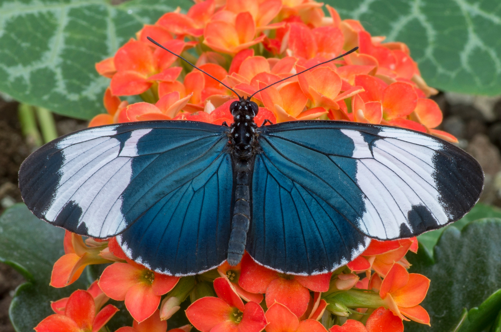 Heliconius sapho