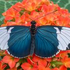 Heliconius sapho